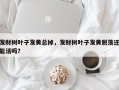 发财树叶子发黄总掉，发财树叶子发黄脱落还能活吗？