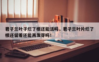 君子兰叶子烂了根还能活吗，君子兰叶片烂了根还留着还能再发芽吗！