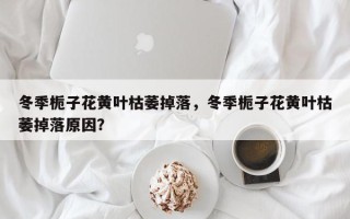冬季栀子花黄叶枯萎掉落，冬季栀子花黄叶枯萎掉落原因？