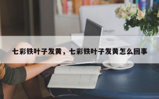 七彩铁叶子发黄，七彩铁叶子发黄怎么回事
