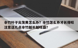 伞竹叶子尖发黄怎么办？伞竹怎么养才长得旺注意这几点伞竹越长越旺盛？