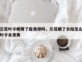 兰花叶子晒黄了能变绿吗，兰花晒了太阳怎么叶子会发黄