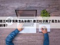 墨兰叶子发黄怎么补救？墨兰叶子黄了是怎么回事？