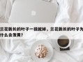 兰花新长的叶子一拔就掉，兰花新长的叶子为什么会发黄？