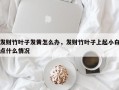 发财竹叶子发黄怎么办，发财竹叶子上起小白点什么情况