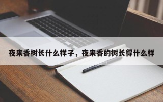 夜来香树长什么样子，夜来香的树长得什么样