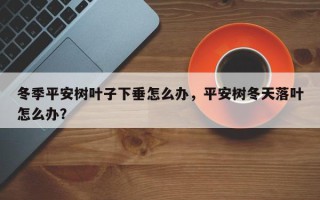 冬季平安树叶子下垂怎么办，平安树冬天落叶怎么办？