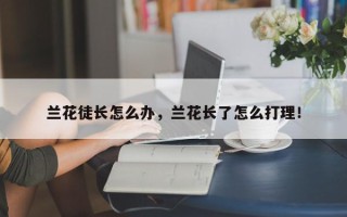 兰花徒长怎么办，兰花长了怎么打理！