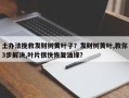 土办法挽救发财树黄叶子？发财树黄叶,教你3步解决,叶片很快恢复油绿？