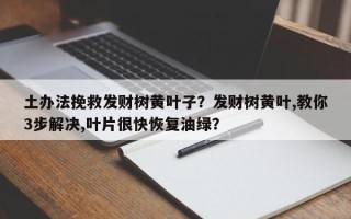 土办法挽救发财树黄叶子？发财树黄叶,教你3步解决,叶片很快恢复油绿？