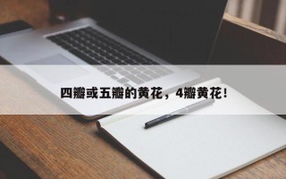 四瓣或五瓣的黄花，4瓣黄花！