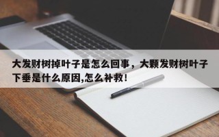 大发财树掉叶子是怎么回事，大颗发财树叶子下垂是什么原因,怎么补救！
