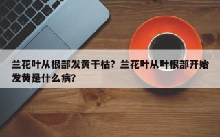 兰花叶从根部发黄干枯？兰花叶从叶根部开始发黄是什么病？