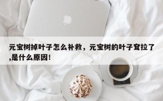 元宝树掉叶子怎么补救，元宝树的叶子耷拉了,是什么原因！