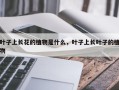 叶子上长花的植物是什么，叶子上长叶子的植物