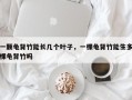 一颗龟背竹能长几个叶子，一棵龟背竹能生多棵龟背竹吗