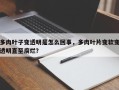 多肉叶子变透明是怎么回事，多肉叶片变软变透明直至腐烂？