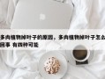多肉植物掉叶子的原因，多肉植物掉叶子怎么回事 有四种可能