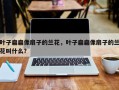 叶子扁扁像扇子的兰花，叶子扁扁像扇子的兰花叫什么？