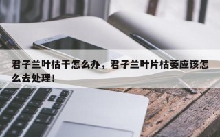 君子兰叶枯干怎么办，君子兰叶片枯萎应该怎么去处理！