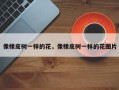 像橡皮树一样的花，像橡皮树一样的花图片