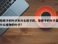 包粽子的叶子长什么样子的，包粽子的叶子是什么植物的叶子?