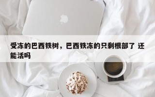 受冻的巴西铁树，巴西铁冻的只剩根部了 还能活吗