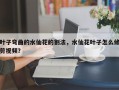 叶子弯曲的水仙花的割法，水仙花叶子怎么修剪视频？