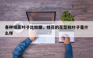 各种桂花叶子比较图，桂花的花型和叶子是什么样