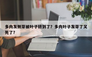 多肉发侧芽被叶子挤到了？多肉叶子发芽了又死了？