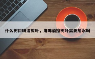 什么树用啤酒擦叶，用啤酒擦树叶需要加水吗