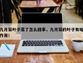九月菊叶子蔫了怎么回事，九月菊的叶子有啥作用！