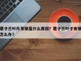君子兰叶片发皱是什么原因？君子兰叶子有皱怎么办？