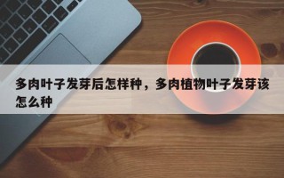 多肉叶子发芽后怎样种，多肉植物叶子发芽该怎么种