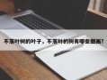 不落叶树的叶子，不落叶的树有哪些图画？
