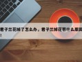 君子兰花掉了怎么办，君子兰掉花苞什么原因！