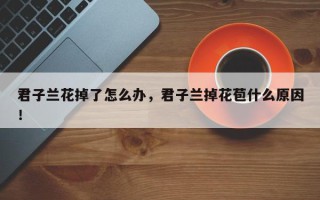 君子兰花掉了怎么办，君子兰掉花苞什么原因！