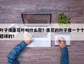 叶子像莲花叶叫什么花？莲花的叶子像一个个碧绿的？