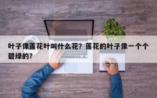 叶子像莲花叶叫什么花？莲花的叶子像一个个碧绿的？