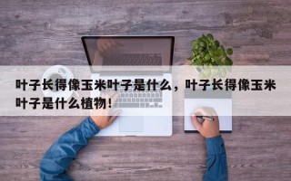 叶子长得像玉米叶子是什么，叶子长得像玉米叶子是什么植物！