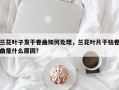 兰花叶子发干卷曲如何处理，兰花叶片干枯卷曲是什么原因？