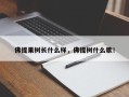 佛提果树长什么样，佛提树什么歌！