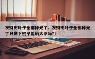 发财树叶子全部掉光了，发财树叶子全部掉光了只剩下棍子能晒太阳吗?！