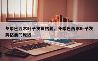 冬季巴西木叶子发黄枯萎，冬季巴西木叶子发黄枯萎的原因