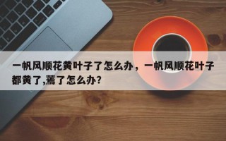 一帆风顺花黄叶子了怎么办，一帆风顺花叶子都黄了,蔫了怎么办？