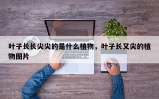 叶子长长尖尖的是什么植物，叶子长又尖的植物图片