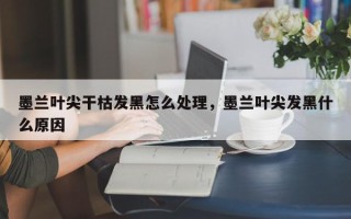 墨兰叶尖干枯发黑怎么处理，墨兰叶尖发黑什么原因