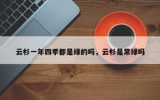 云杉一年四季都是绿的吗，云杉是常绿吗