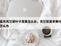 夏天天竺葵叶子发黄怎么办，天竺葵夏季黄叶怎么办