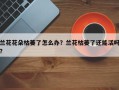 兰花花朵枯萎了怎么办？兰花枯萎了还能活吗？